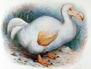 Dwarf II 20121220205428!Dodo_reunion-Rothschild_original
